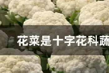 花菜是十字花科蔬菜吗