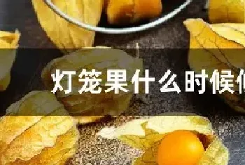 灯笼果什么时候修剪