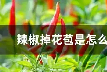 辣椒掉花苞是怎么回事