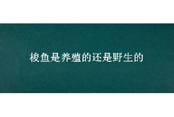 梭鱼是养殖的还是野生的