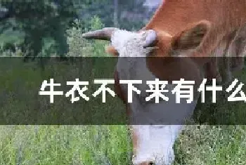 牛衣不下来有什么办法