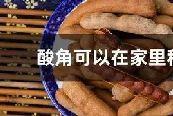 酸角可以在家里种吗