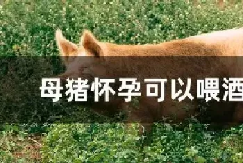 母猪怀孕可以喂酒糟吗