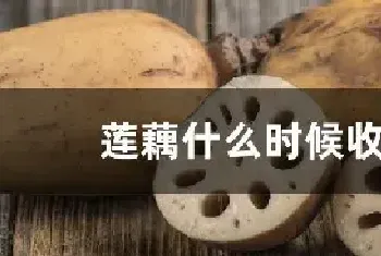 莲藕什么时候收获