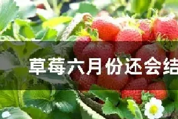 草莓六月份还会结果吗