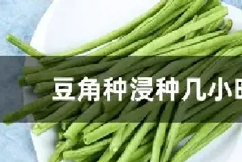 豆角种浸种几小时种