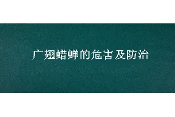 广翅蜡蝉的危害及防治