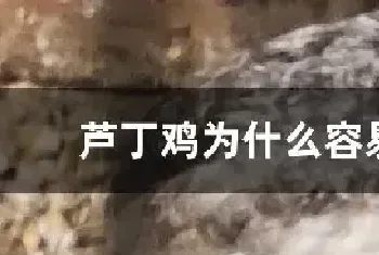 芦丁鸡为什么容易死