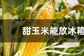 甜玉米能放冰箱吗