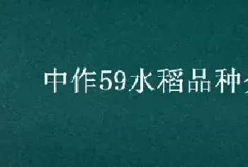 中作59水稻品种介绍