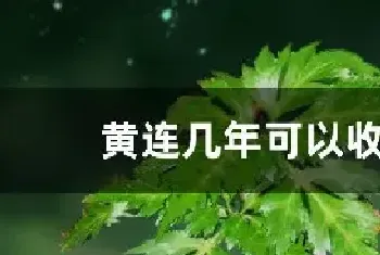 黄连几年可以收获