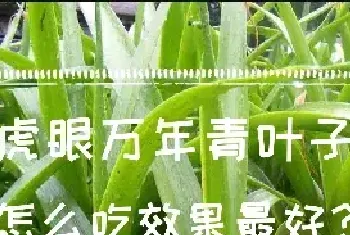 虎眼万年青叶子怎么吃效果最好？食用虎眼万年青注意事项