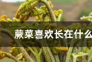 蕨菜喜欢长在什么地方