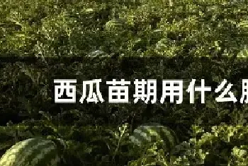 西瓜苗期用什么肥料