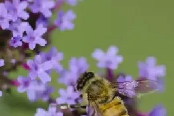 蜜蜂蛰了用牙膏能消肿止痒吗？