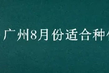 广州8月份适合种什么菜