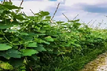 露地冬瓜种植时间