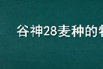 谷神28麦种的特性