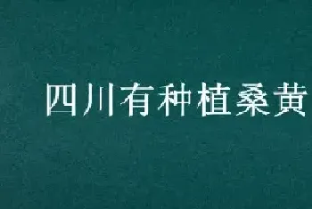 四川有种植桑黄的吗