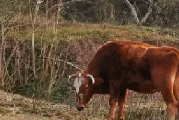 黄牛价格是多少钱一头