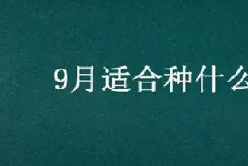 9月适合种什么菜