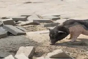 怀孕母猪低温不吃食怎么治疗