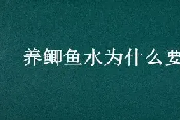 养鲫鱼水为什么要放盐