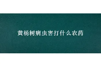 黄杨树病虫害打什么农药