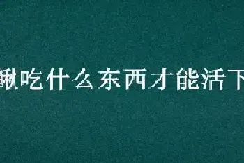 泥鳅吃什么东西才能活下去