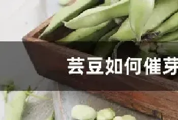 芸豆如何催芽