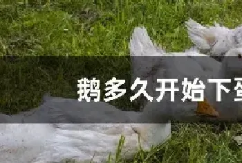 鹅多久开始下蛋