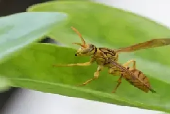 马蜂能活多长时间