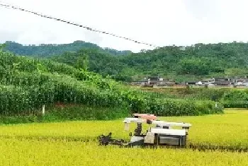 节水抗旱稻旱种旱管配套栽培技术