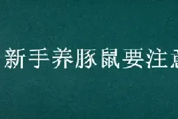 新手养豚鼠要注意什么