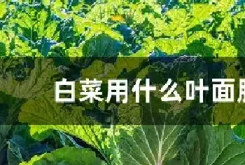 白菜用什么叶面肥好