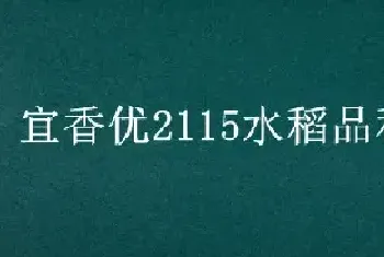 宜香优2115水稻品种介绍