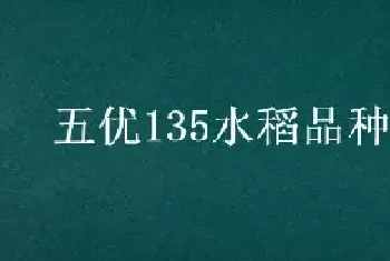 五优135水稻品种介绍