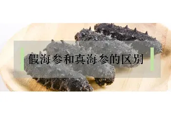 假海参和真海参的区别