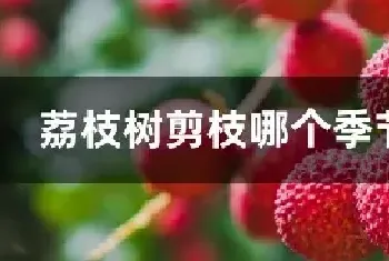 荔枝树剪枝哪个季节合适