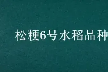 松粳6号水稻品种介绍