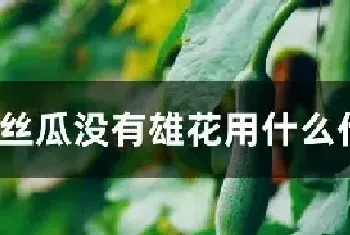 丝瓜没有雄花用什么代替授粉