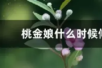 桃金娘什么时候修剪