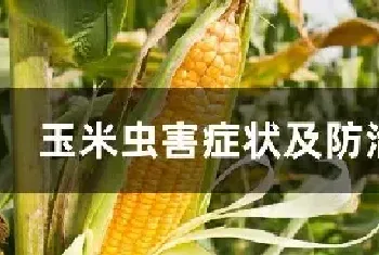 玉米虫害症状及防治措施