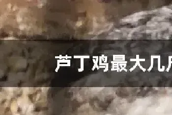 芦丁鸡最大几斤