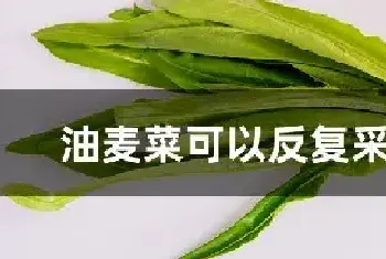 油麦菜可以反复采摘吗