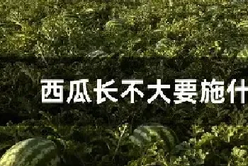 西瓜长不大要施什么肥