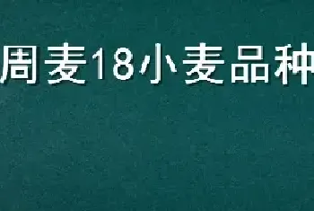 周麦18小麦品种介绍