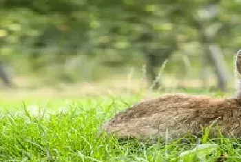 野兔冬天的生活规律