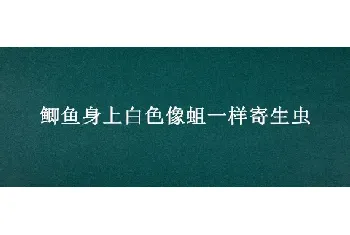 鲫鱼身上白色像蛆一样寄生虫