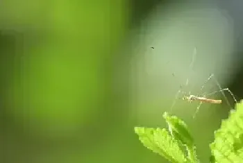 常见的驱蚊植物有哪些推荐